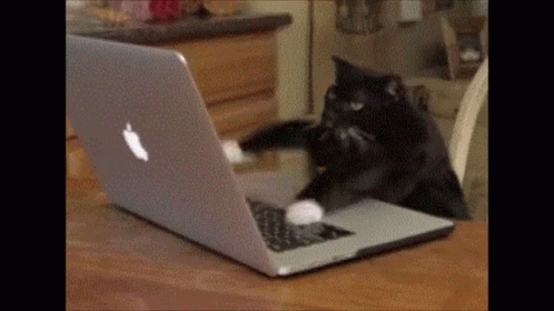 Cat typing